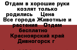 Отдам в хорошие руки козлят.только родились. › Цена ­ 20 - Все города Животные и растения » Отдам бесплатно   . Красноярский край,Дивногорск г.